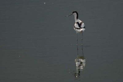 Pied Avocet -   - Recurvirostra avosetta