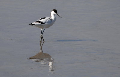 Pied Avocet -   - Recurvirostra avosetta