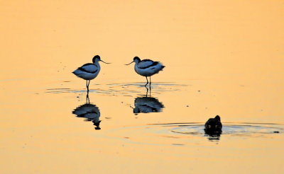 Pied Avocet -   - Recurvirostra avosetta