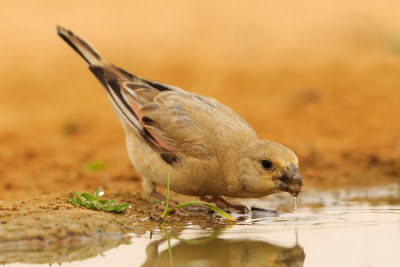 Desert Finch