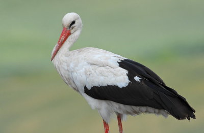 White Storks