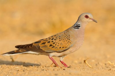 Turtle Dove