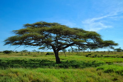 Tanzania 2005 0301.jpg