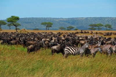 Tanzania 2005 0431.jpg