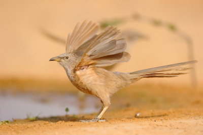 Babbler -    - Turdoides squamiceps