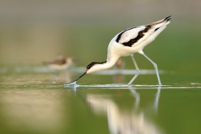 Pied Avocet -   - Recurvirostra avosetta