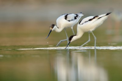 Pied Avocet -   - Recurvirostra avosetta