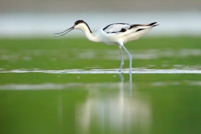 Pied Avocet -   - Recurvirostra avosetta