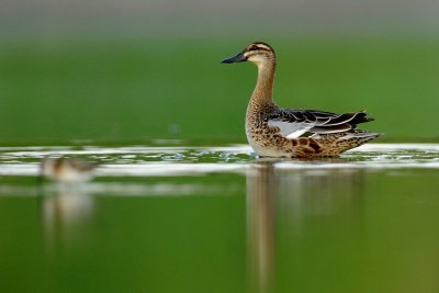 Garganey