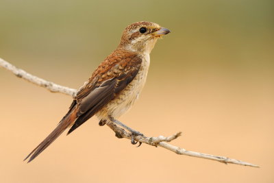 Red backed Shrike