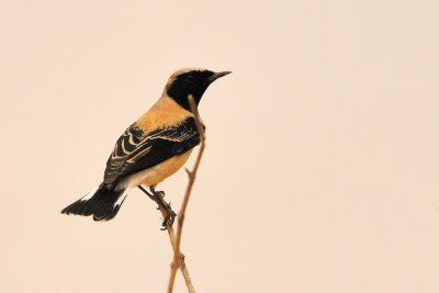 Black eard Wheatear