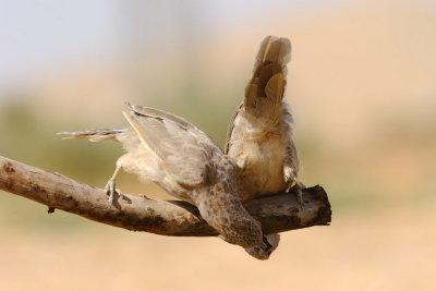 Babbler -    - Turdoides squamiceps