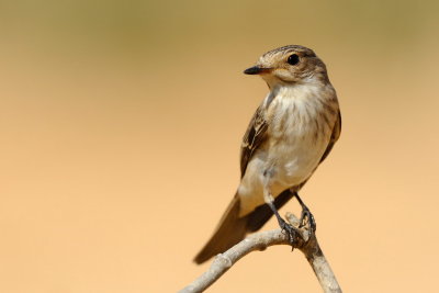 Spotted Flycatcher