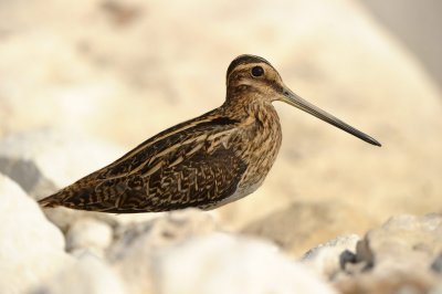 Snipe