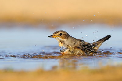 Bluethroat