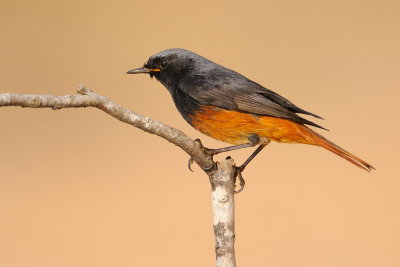 Black Redstart