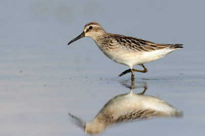 Broad-billed Sandpiper