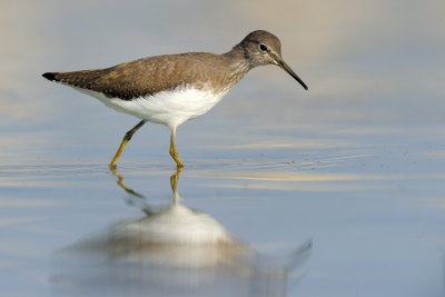 Green Sandpiper