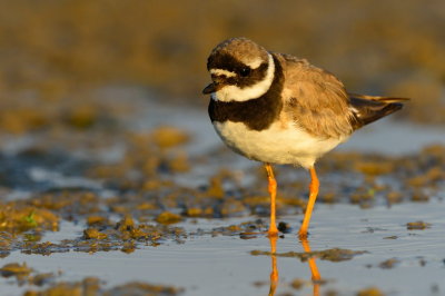 Ringed Plover