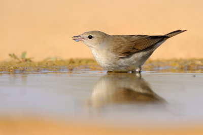 Garden Warbler