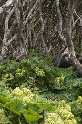 Rata forest with megaherbs on Enderby