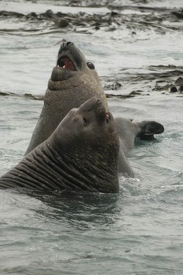 Elephant seals at play