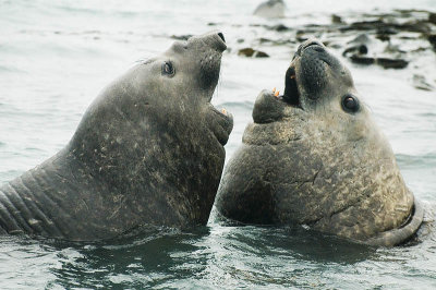 Elephant seals at play