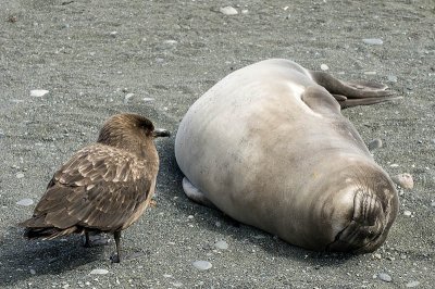 A skua contemplates an elephant seal