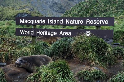 Welcoming committee on Macquarie Island, Australia