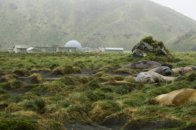 The Antarctic Division station, with elephant seals