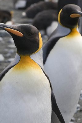 King penguins