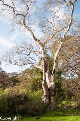 An ancient River Red Gum, scarred by aboriginal canoe-builders