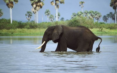 Elephant crossing the Rufiji at Selous Game Reserve