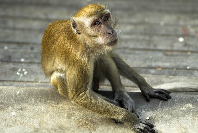 Macaque at Batu Caves