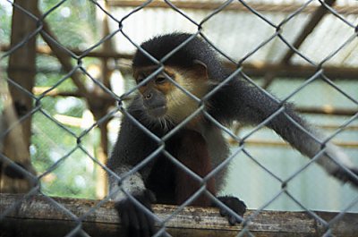 Rare Delacour langur, Cuc Phuong NP