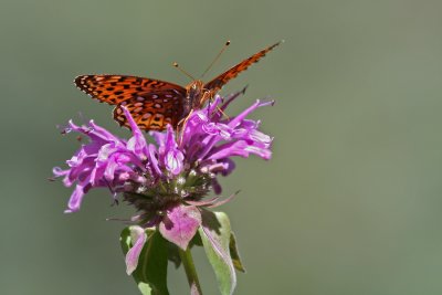 IMG_9896.jpg