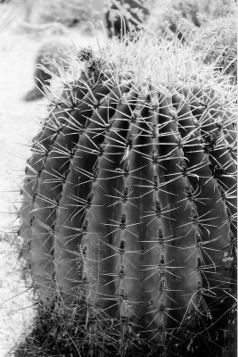 Barrel Cactus.jpg