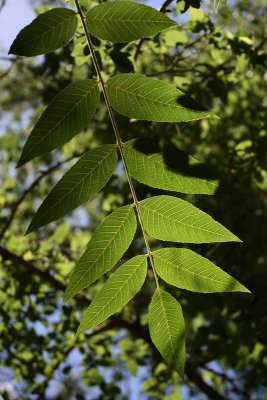 IMG_4934.jpg