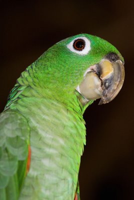 2008-12-31 8885 Mealy Parrot - M.jpg