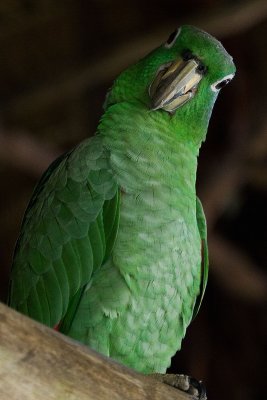 2008-12-31 8902 Mealy Parrot - M.jpg