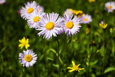 2009-8-8 1294 Wildflowers - M.jpg