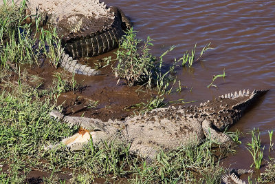 2010-3-24 2713 Croc I - C.jpg