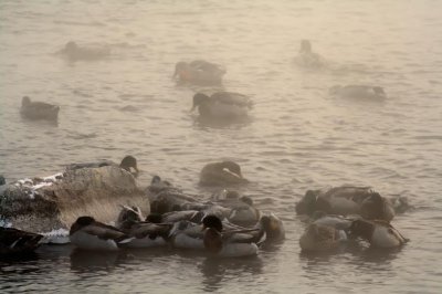 2008-2-10 1779 - Misty Ducks.jpg