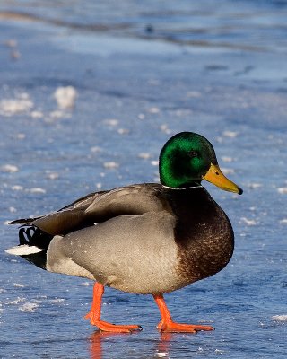 Waterfowl