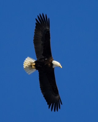 2008-2-16 2063 Eagle IV.jpg