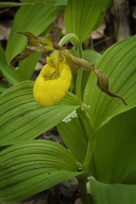 Lady Slipper