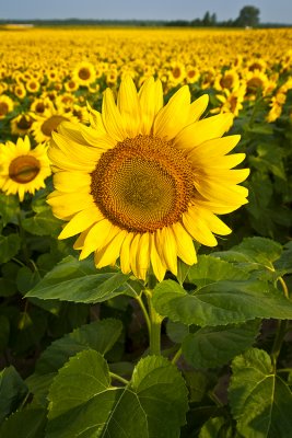 IMG_6314.jpg