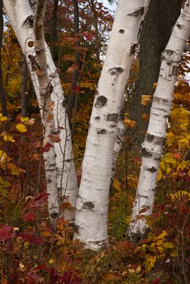 IMG_7725.jpg