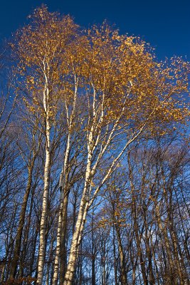 IMG_7778.jpg