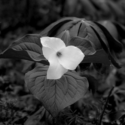 IMG_1890bw.jpg